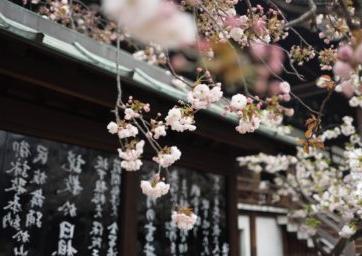 Photo of Cherry Blossoms