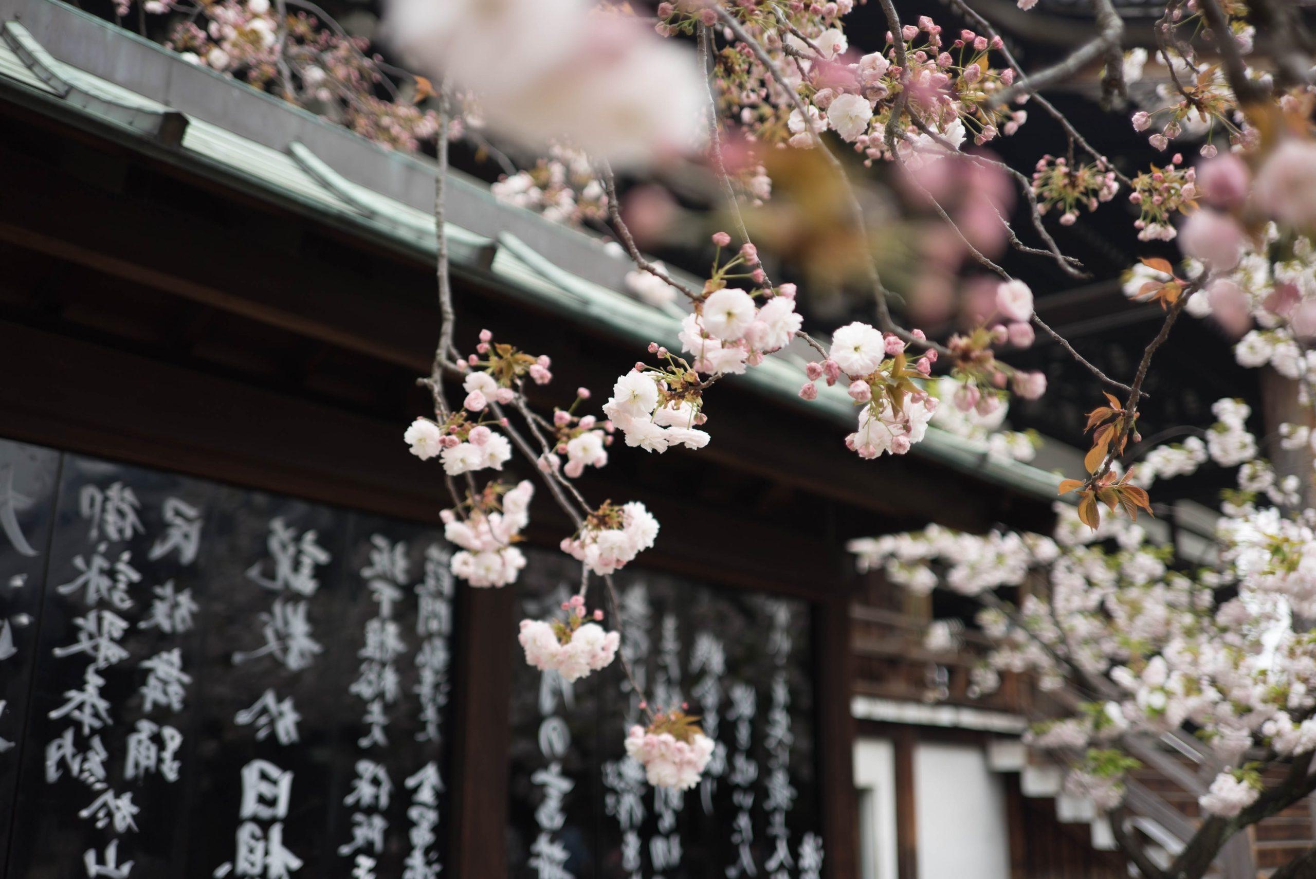 Photo of Cherry Blossoms