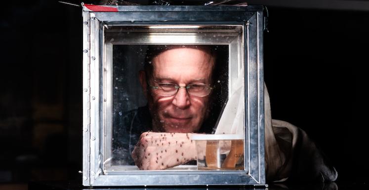 Bob Hancock, Ph.D., sticks his hand in glass box of mosquitos.