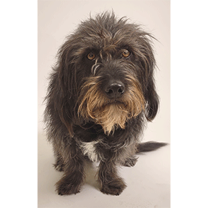 Black, shaggy, and adorable dog named, Conrad.